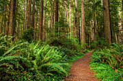 Hiking Path in Redwood Forest Photograph by Miroslav Liska