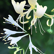 Honeysuckle Friend Digital Art by Gina Harrison