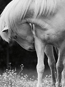 Horse with Flowers Photograph by Rachel Morrison