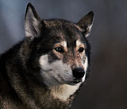 Husky Photograph by Robert Newman