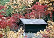 Into The Woods Photograph by Kenneth Campbell
