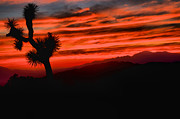 Joshua Tree Fiery Sunset Photograph by Adam Jewell