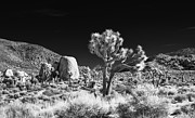 Joshua Tree Grove Photograph by Blake Webster