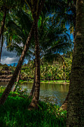 Jungle River Palms Kauai Photograph by Blake Webster