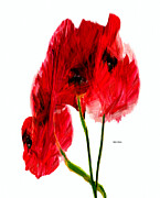 Just for You Digital Art by Rafael Salazar