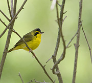 Kentucky Warbler Photograph by Jim E Johnson