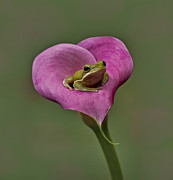 Kermit Hangs Out Photograph by Susan Candelario