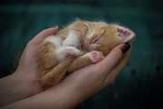 Kitten in human hands Photograph by Miroslav Liska