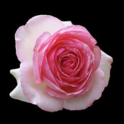 La Dolce Vita Photograph by Rona Black