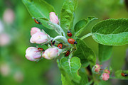 Ladybugs on apple blossoms Photograph by Bruce Block