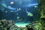 Large sawfish and other fishes swimming in a large aquarium Photograph by Miroslav Liska