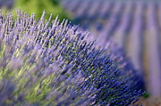 Lavender flowers in a field Photograph by Sami Sarkis Photography