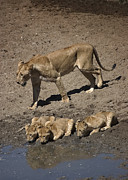 Lion Cubs and Mom Get a Drink Photograph by Darcy Michaelchuk