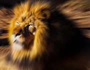 Lion The King is Comming Digital Art by Flees Photos