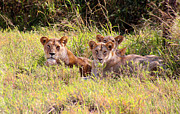 Lions resting in the Grass Photograph by Bruce Block