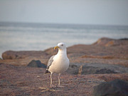 Lone Gull Photograph by Robert Newman