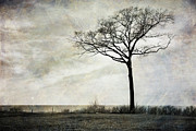 Lone Tree by the Lake Photograph by Mary Lee Dereske