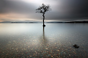Lone Tree Loch Lomond Photograph by Grant Glendinning