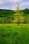 Lone Tree Sieur de Mont Woodland Acadia Photograph by Jeff Sinon