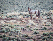 Looking Back Photograph by Carla E