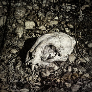 Lynx Skull Photograph by Fred Denner