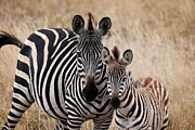 Mama and Baby Zebra Photograph by Mary Lee Dereske