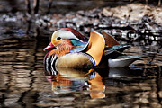 Mandarin Duck 3 Photograph by Grant Glendinning