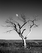Moon and Memory at Bosque del Apache N M Photograph by Mary Lee Dereske