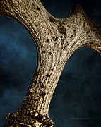 Moose Horn Curves Photograph by Fred Denner