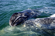 Mother Grey Whale and baby calf Photograph by David Shuler