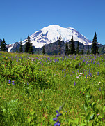 Mount Rainier during the wildflower season Photograph by Bruce Block