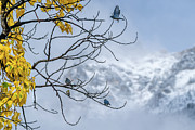 Mountain Blue Birds Photograph by Jeff Stoddart