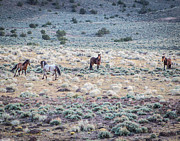 Mustang Challenge Photograph by Carla E