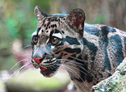 Niran Photograph by Gina Fitzhugh