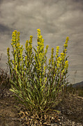 Nizina River Goldenrod Photograph by Fred Denner