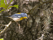 Northern Parula Photograph by Jim E Johnson