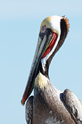 Ol' Blue Eyes is Back -- Brown Pelican in Port San Luis, California Photograph by Darin Volpe