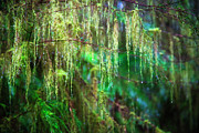 Old Man's Beard in a spring Rain Photograph by Bruce Block