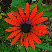 Orange Daisy Digital Art by Rod Whyte