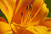 Orange Stamens Photograph by Kelley King