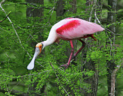 Out on a Limb Photograph by Jim E Johnson