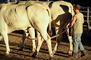 Oxen and Man and Shadow Photograph by Mary Lee Dereske