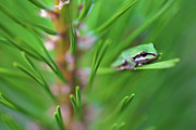 Pacfic tree frog on pine needle Photograph by Bruce Block