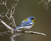 Parula at Dawn Photograph by Jim E Johnson