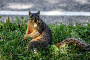 Peanut Photograph by Joann Copeland-Paul