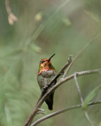 Pepper Tree Ornament No. 1 -- Anna's Hummingbird in Templeton, California Photograph by Darin Volpe