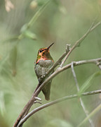 Pepper Tree Ornament No. 2 -- Anna's Hummingbird in Templeton, California Photograph by Darin Volpe