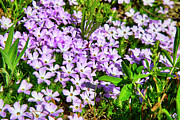 Phlox diffusa - pink and white spreading Phlox Photograph by Bruce Block