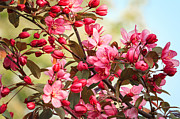 Pink Crabapple Blossoms Photograph by Joni Eskridge