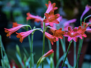 Pink Flowers Photograph by Louis Dallara